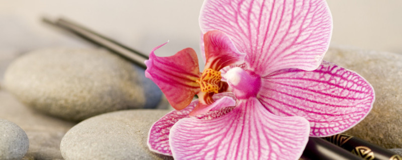 蝴蝶兰春天几天浇水（蝴蝶兰一天什么时候浇水好?）