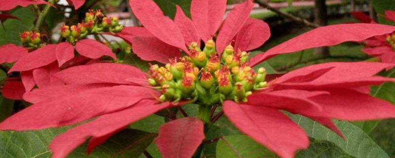 一品红可以用什么技术延迟开花 要让一品红提前开花最好的方法是什么