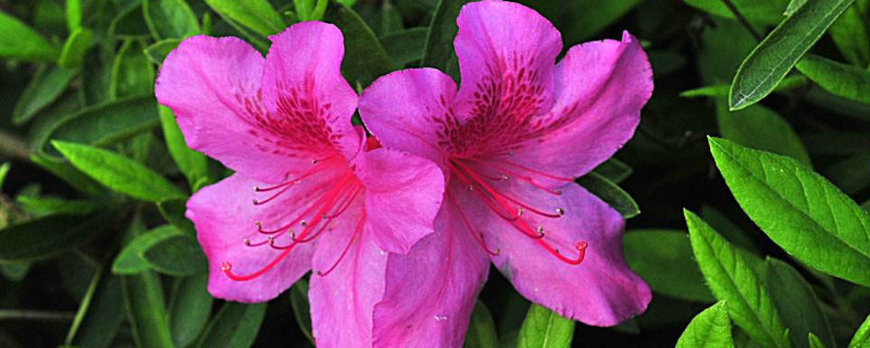 杜鹃花干叶掉叶怎么办 杜鹃花干叶掉叶是什么原因