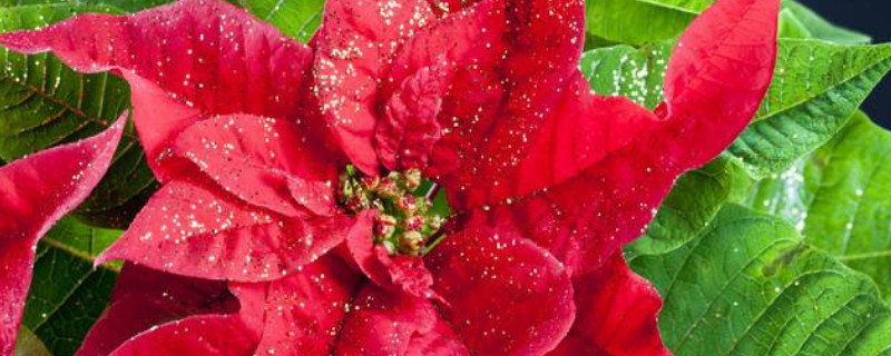 一品红要死怎么办（一品红生病了怎么办）