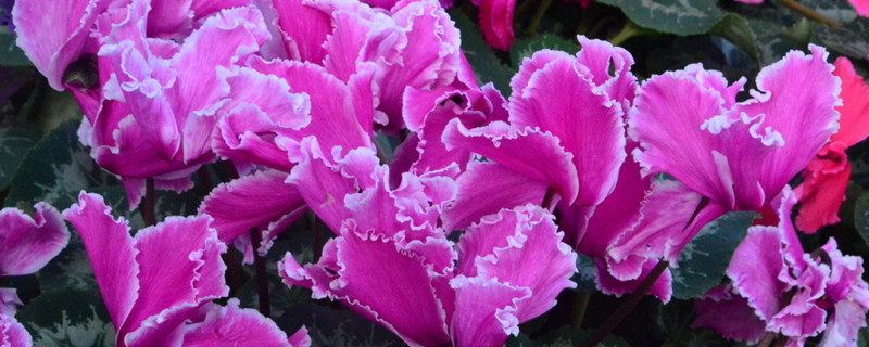 仙客来的叶子太多可以摘掉一些吗（仙客来叶多 能剪吗）