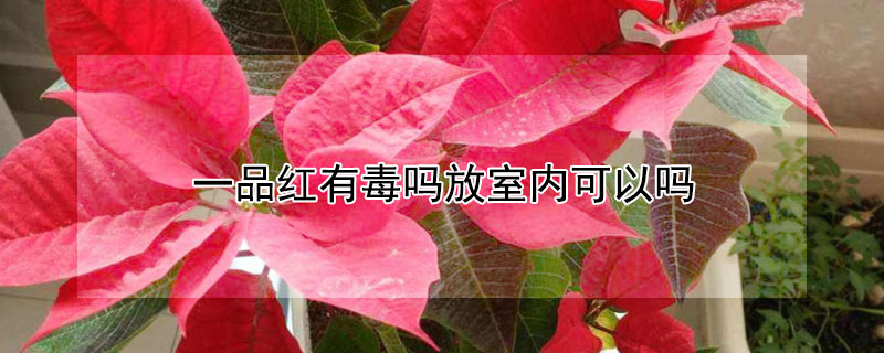 一品红有毒吗放室内可以吗 家里养一品红是不是有毒