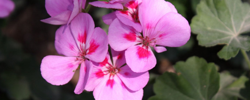 紫罗兰切花怎么醒花（紫罗兰鲜切花怎么醒花）