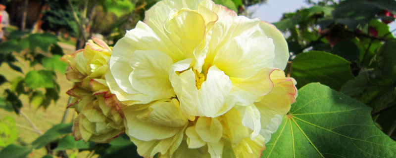 芙蓉花有几种颜色 芙蓉花有几种颜色的花