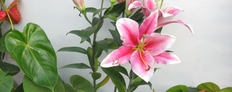 百合花种球怎么保存 百合花种球怎么保存过冬