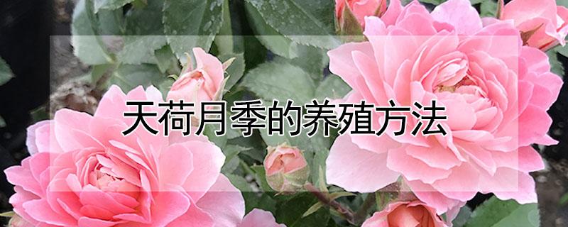 天荷月季的养殖方法（天荷月季怎么过冬）