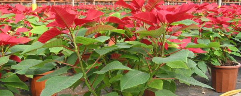 一品红用什么土养（一品红怎样养）