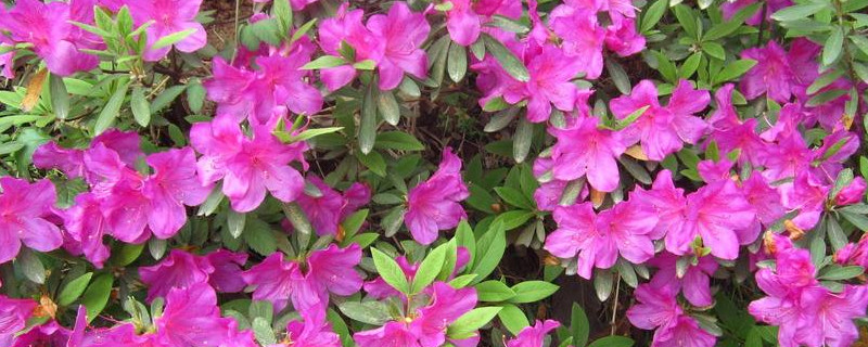 杜鹃花放哪里好 杜鹃花放在家里哪个位置好