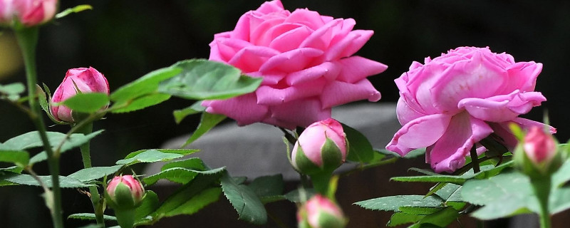 如何让月季花枝条粗壮 怎么样让月季花苞枝干粗壮