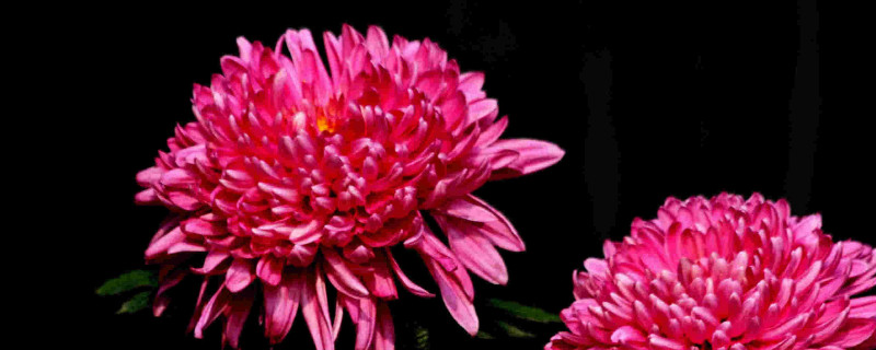 菊花是怎么繁殖的（菊花是怎么繁殖的开花后还能插迁吗）