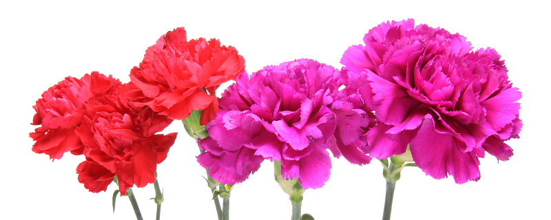 康乃馨叶子焉了是什么原因导致的（康乃馨叶子软了）