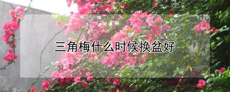三角梅什么时候换盆好（刚买回来的三角梅什么时候换盆好）