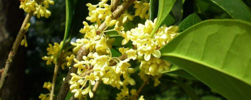 桂花不发芽是怎么回事 桂花发芽不长是怎么回事