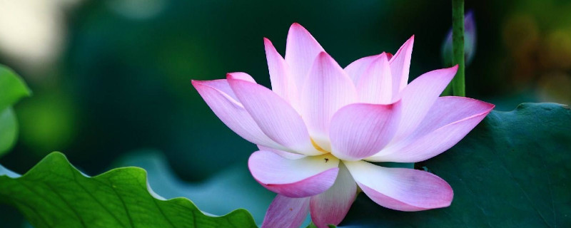 荷花的花蕊是什么颜色的(荷花的花的形状及颜色是什么)