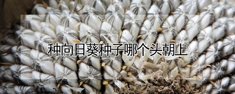 种向日葵种子哪个头朝上 向日葵种子哪边朝上