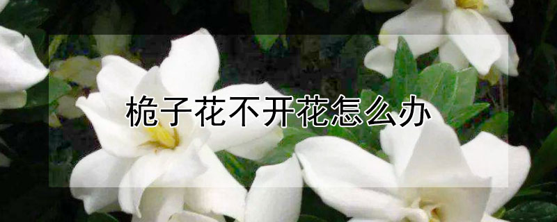 桅子花不开花怎么办 桅子只疯长不开花怎么办?