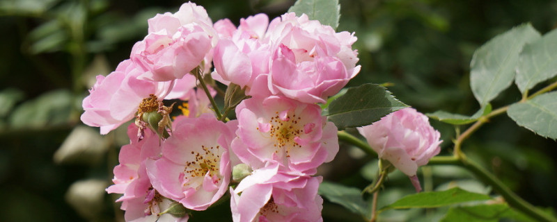 蔷薇花冬季可以扦插吗 蔷薇开花的时候可以扦插吗
