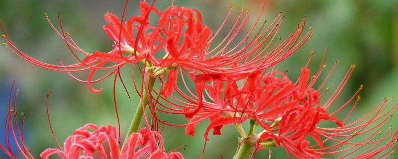彼岸花长叶后多长时间开花（彼岸花叶子干枯后多长时间能开花）