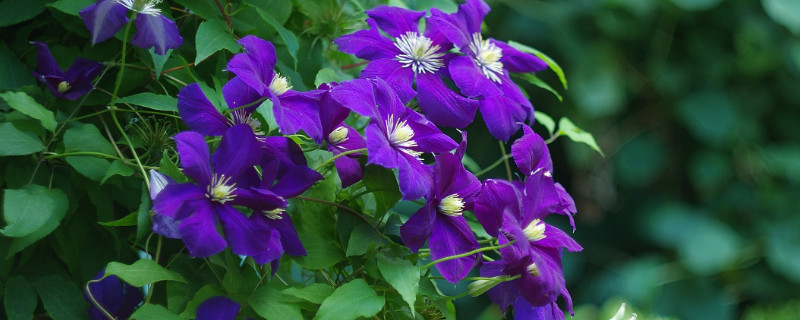 紫罗兰为什么会变绿（紫罗兰为什么不开花还变成绿色）