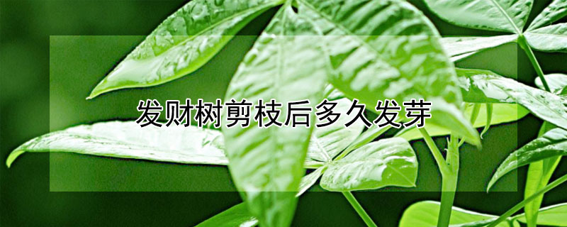 发财树剪枝后多久发芽 发财树剪枝多久可以长新芽