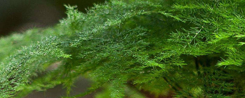 文竹剪掉还会发芽吗 为什么文竹全部剪掉之后还能发芽