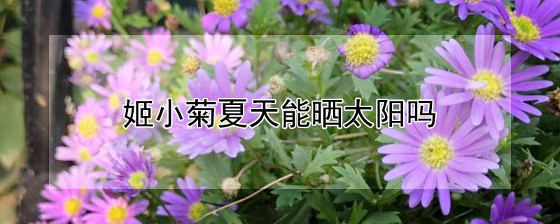 姬小菊夏天能晒太阳吗（姬小菊夏天能暴晒吗）