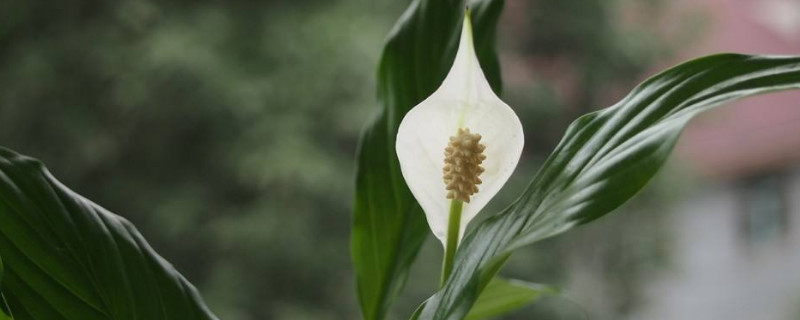 适合室内长期养的花卉 适合室内长期养的花卉重生金融王朝
