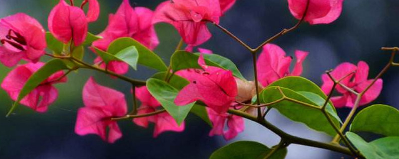 三角梅为什么掉花苞 三角梅为什么掉花苞掉叶子