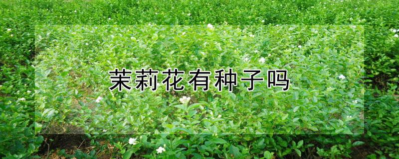 茉莉花有种子吗(茉莉花是种子种的吗)