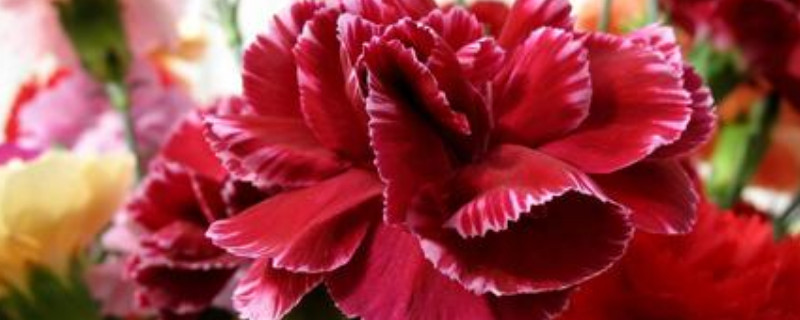 康乃馨种子什么季节种（康乃馨种子几月播种子）