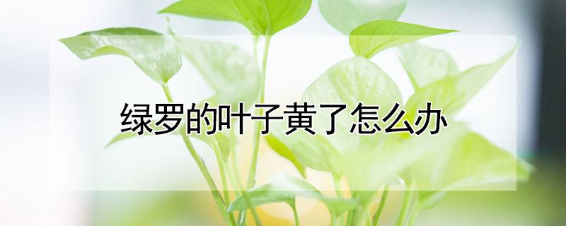 绿罗的叶子黄了怎么办（绿萝黄叶子怎么回事）