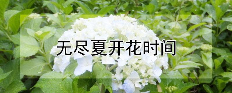 无尽夏开花时间（无尽夏的开花时间）