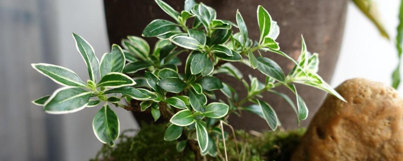 六月雪盆栽干叶了怎么办（六月雪叶子都干了还能活吗）