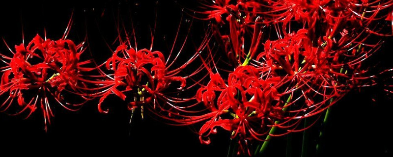 怎样促进彼岸花开花（怎么才能让彼岸花开花而不是长叶子）