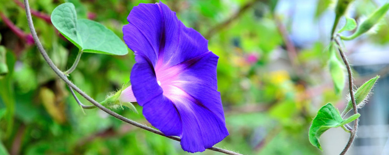 牵牛花盆栽怎么养 牵牛花用什么花盆栽好