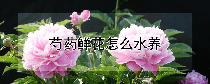 芍药鲜花怎么水养（芍药花用什么水养）