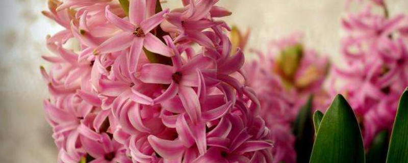 风信子什么时候种植(风信子什么时候种植过年开花)