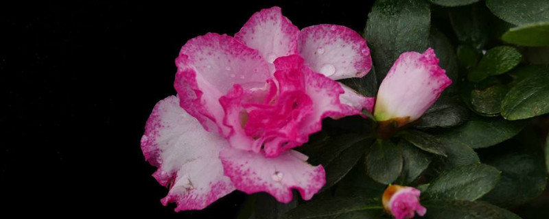 比利时杜鹃花的养殖方法和注意事项 比利时杜鹃种植方法