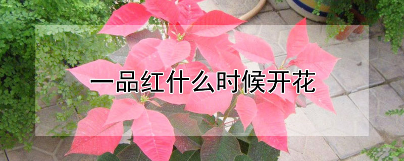 一品红什么时候开花（一品红几月份开花）