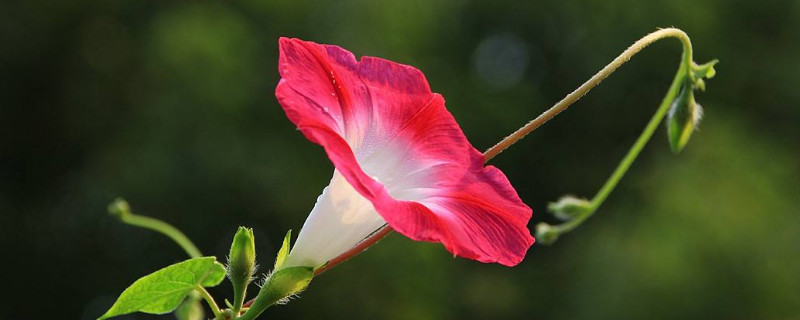 牵牛花为什么中午不能浇水 牵牛花几天浇一次水