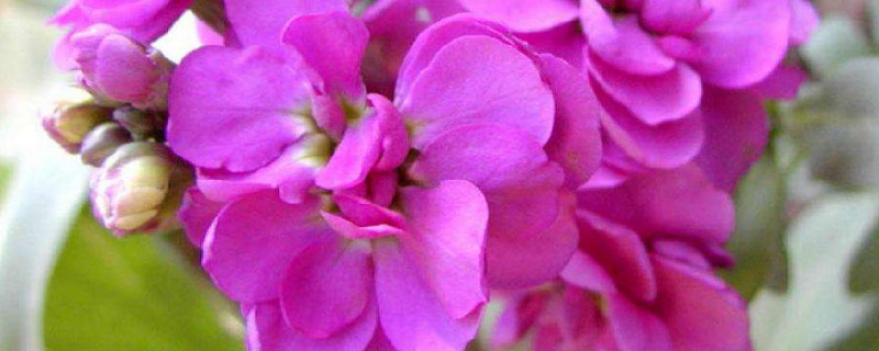 紫罗兰的养殖方法和注意事项 紫罗兰的养殖方法和注意事项有哪些