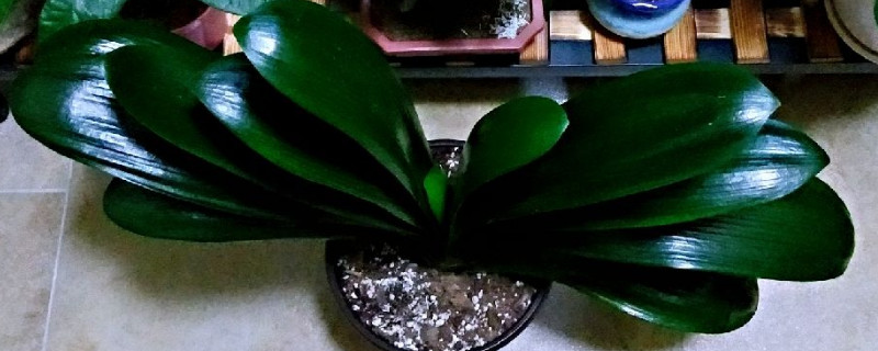 君子兰抽箭怎样管理 君子兰抽箭前的管理