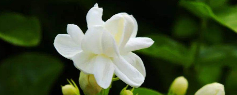 什么花好养(什么花好养又好看)