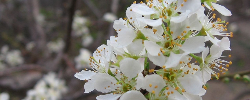 梅花冬天怕冻吗（梅花冬天放在室外会被冻死吗）