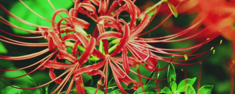 彼岸花怎么种（彼岸花怎么种植）