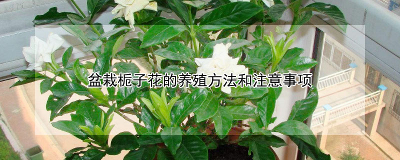 盆栽栀子花的养殖方法和注意事项（盆栽栀子花的养殖方法和注意事项北方）