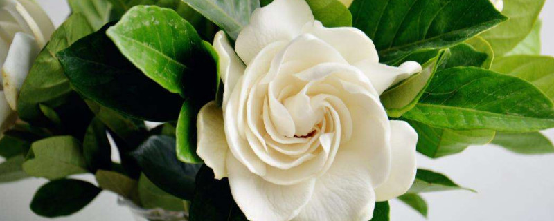 栀子花花苞不开怎么办（栀子花长了花苞不开花怎么办）