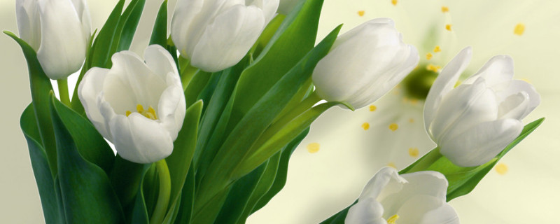 郁金香怎么修剪枝 郁金香怎么修剪枝叶