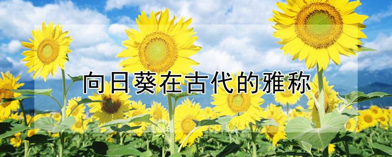 向日葵在古代的雅称 向日葵古代的别称