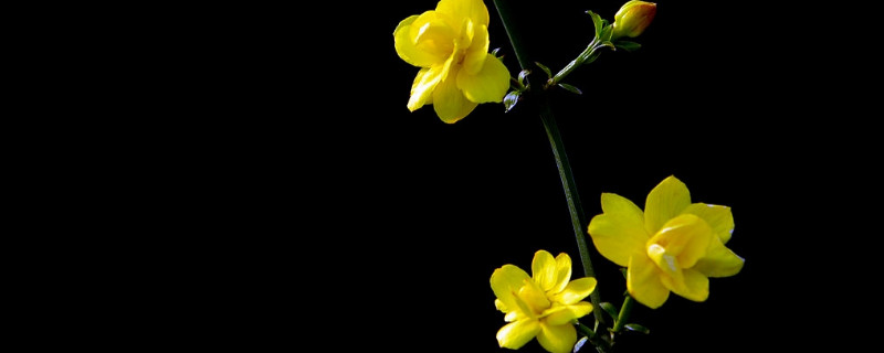 迎春花移栽即将干枯怎么救治 迎春花枝条干枯怎么办